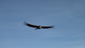 condor
