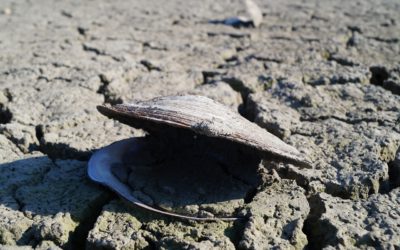 SI ENTENDEMOS LO QUE TENEMOS QUE HACER, LO DE GRETA PUEDE SER ÚTIL