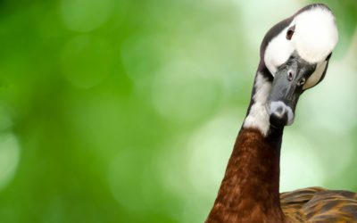 ELECCIONES PROVINCIALES 2019: ¿CUÁNTO DE GANSO TENEMOS LOS MENDOCINOS?